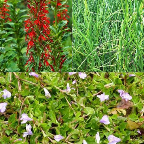 Vijverplantenmix incl. drijfring en mand (x3) - Lobelia cardinalis, Juncus spiralis, Mazus reptans - Vijverplanten