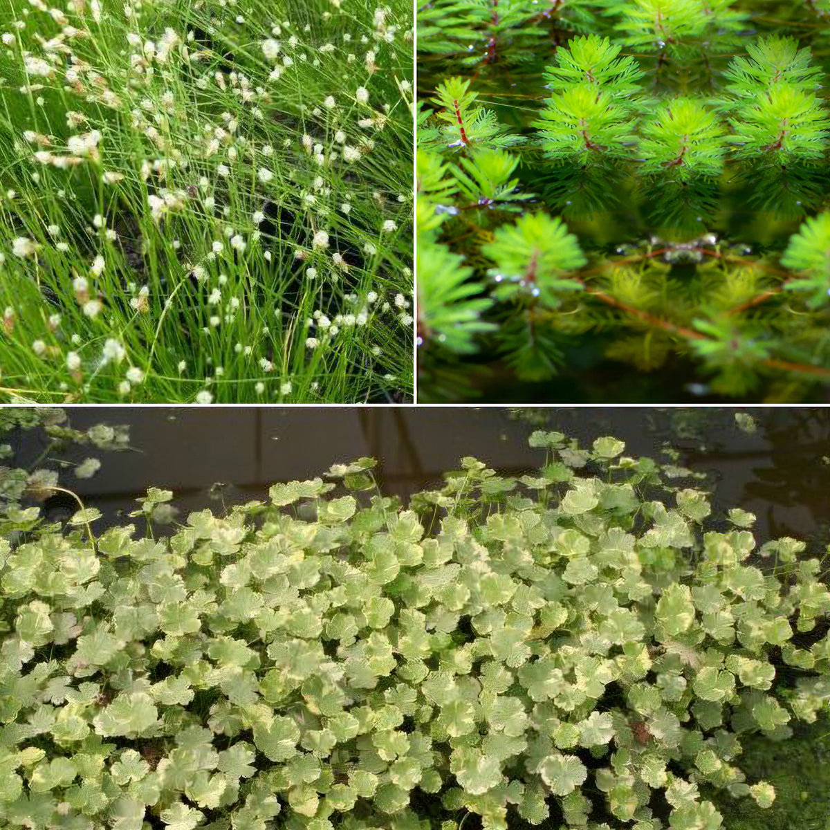 Zuurstofvormende planten in mix (x3)