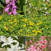 Gemengd bloeiende vijverplanten (x5) - Anemopsis, Bletilla, Iris, Lysimachia, Mazus, Schizostylis - Vijverplanten