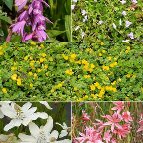 Gemengd bloeiende vijverplanten (x5) - Anemopsis, Bletilla, Iris, Lysimachia, Mazus, Schizostylis - Vijverplanten