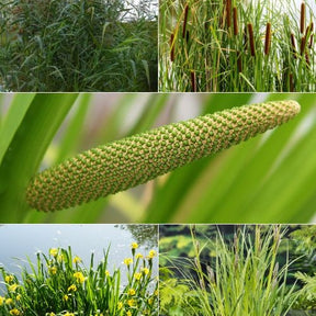 'Clear Water' Vijverreinigingsmix (x5) - Acorus, Carex, Iris, Phragmites, Sparganium, Typha - Vijverplanten