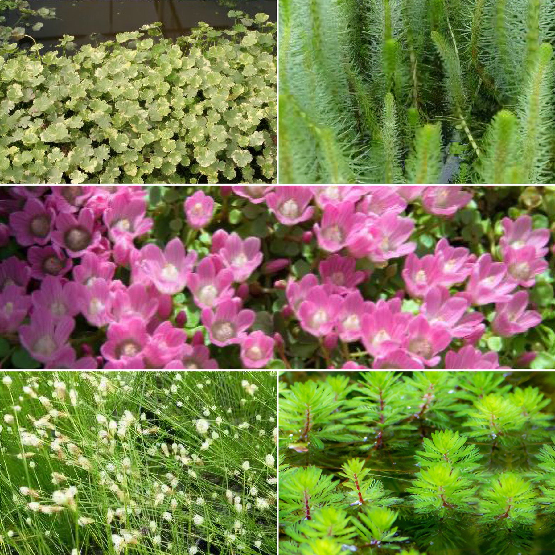 Zuurstofvormende vijverplantenmix (x5)