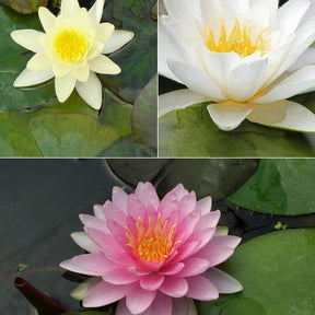 Waterlelie roze - geel - wit (x3) - Nymphaea - Willemse
