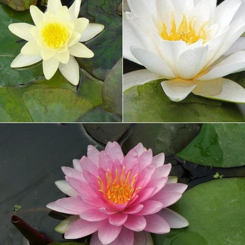 Waterlelie roze - geel - wit (x3) - Nymphaea - Willemse