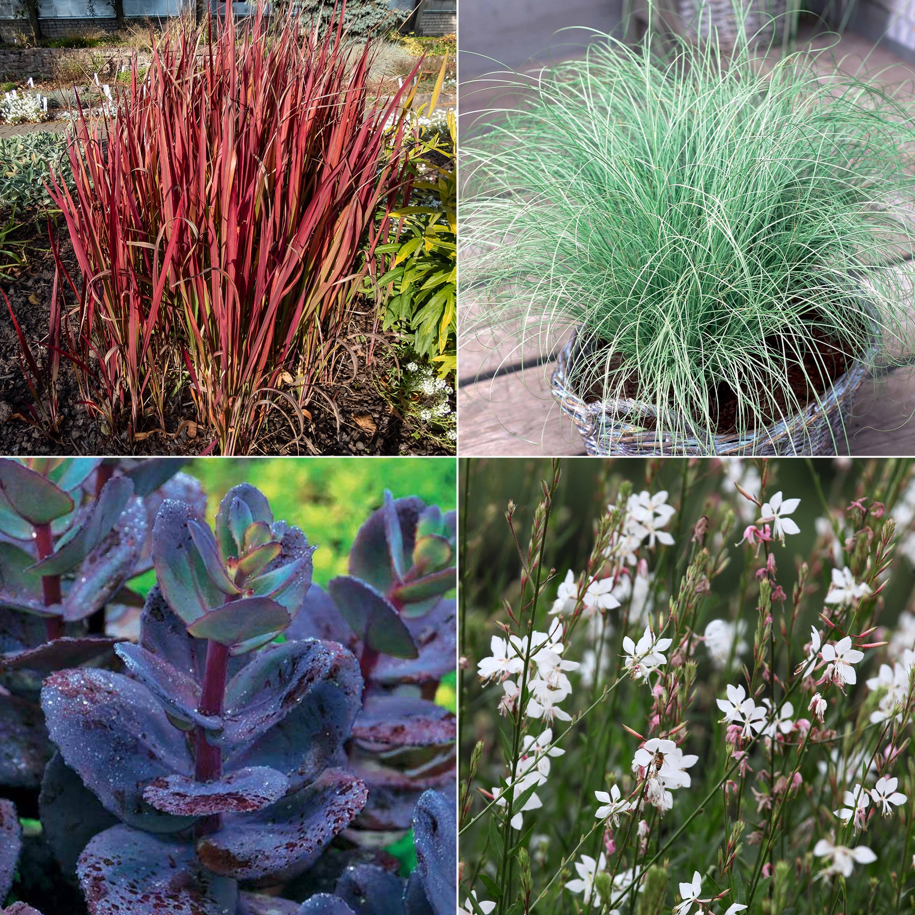Collectie vaste planten met uniek blad (x7)