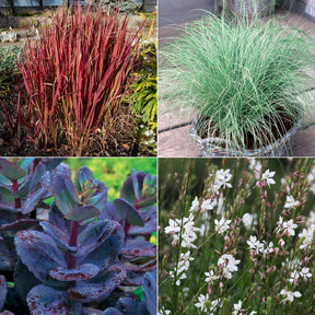 Collectie vaste planten met uniek blad (x7)