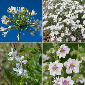 Collectie witbloeiende vaste planten (x9)