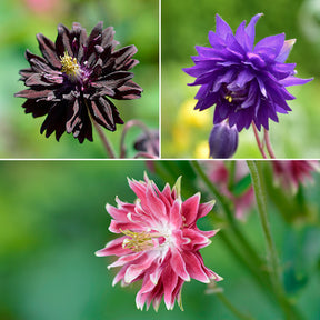 Akelei 'Barlow' Mix (x3) - Willemse