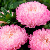 Zomeraster 'Garden Jewel' - Willemse