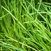 Bieslook - bio - Allium schoenoprasum