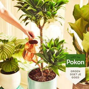 Pokon kamerplanten potgrond