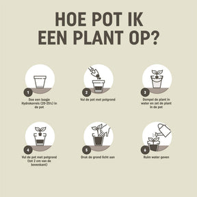 Pokon palmen potgrond