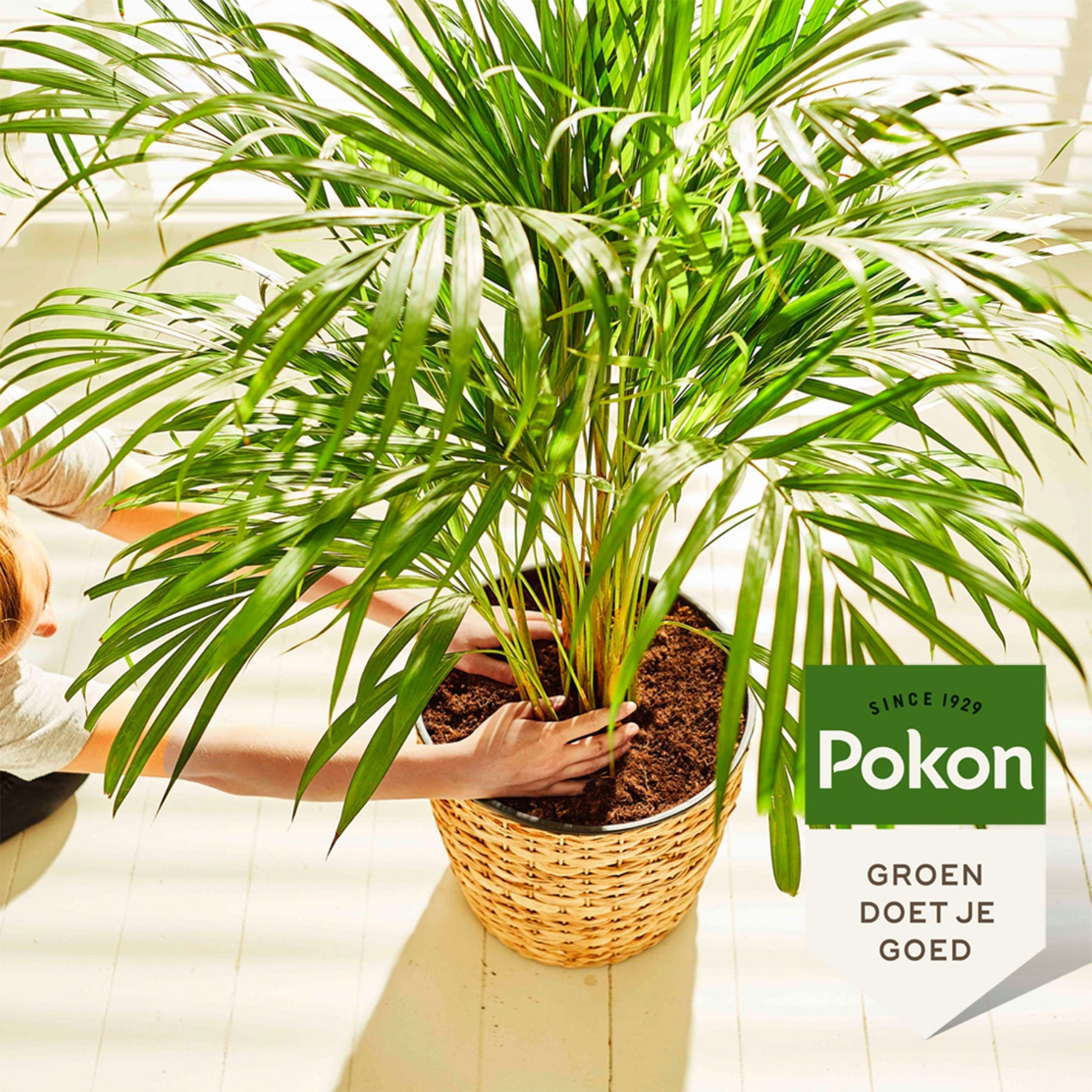 Pokon palmen potgrond