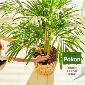 Pokon palmen potgrond