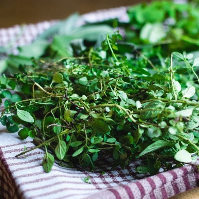 Tuinkers - meerjarig - Barbarea vulgaris - Willemse