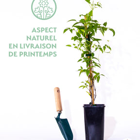 Bosrank 'Nancy' / 'Jour de la terre'® - Clematis integrifolia nancy jour de la terre®clemi