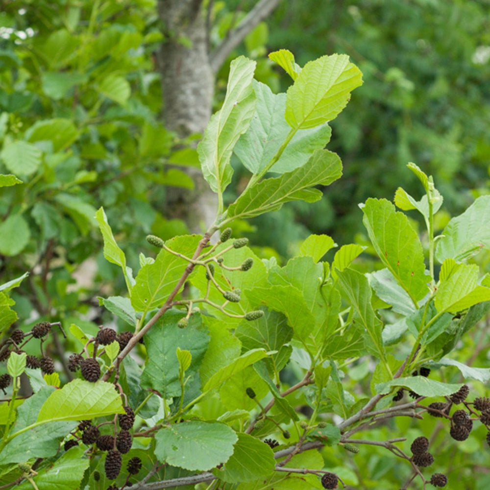 Zwarte els - Alnus glutinosa - Willemse