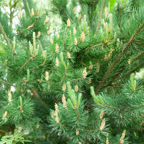 Pinus sylvestris - Grove den - Den