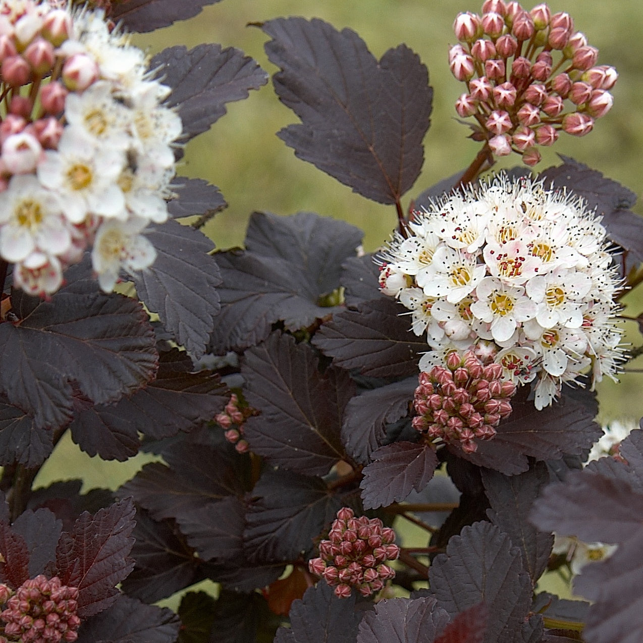 Balkon- en terrasplanten - Fysocarp Red Baron - Physocarpus opulifolius Red Baron