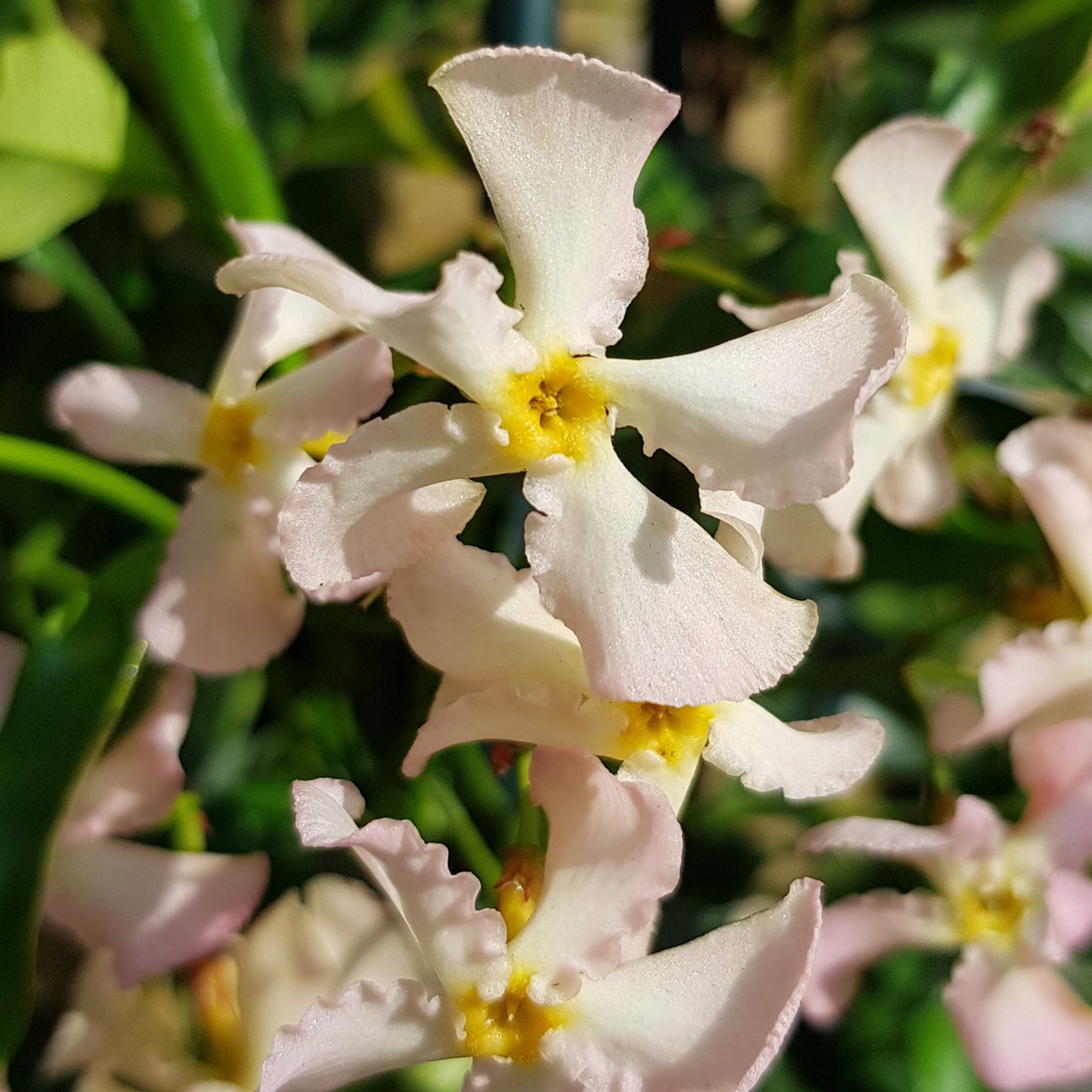 Toscaanse jasmijn 'Pink Showers' - Willemse