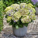 Boerenhortensia 'Jewel' Paars - Willemse