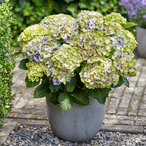 Boerenhortensia 'Jewel' Paars - Willemse