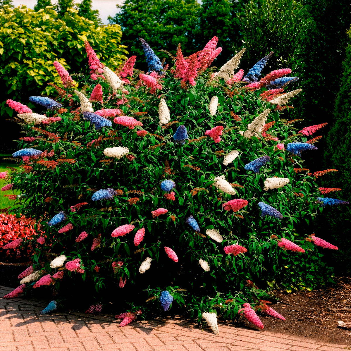 Buddleja davidii empire blue, pinkdelight, white - Vlinderstruik 'Tricolor' - Vlinderstruik - Buddleja