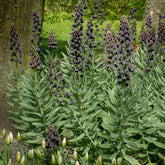 Fritillaria - Perzische keizerskroon - Fritillaria persica