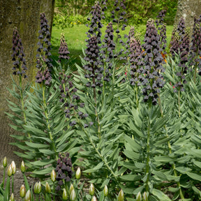 Fritillaria - Perzische keizerskroon - Fritillaria persica
