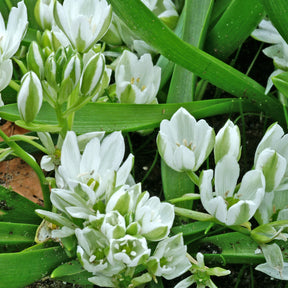 Voorjaarsbloeiers - Breedbladige vogelmelk (x20) - Ornithogalum balansae