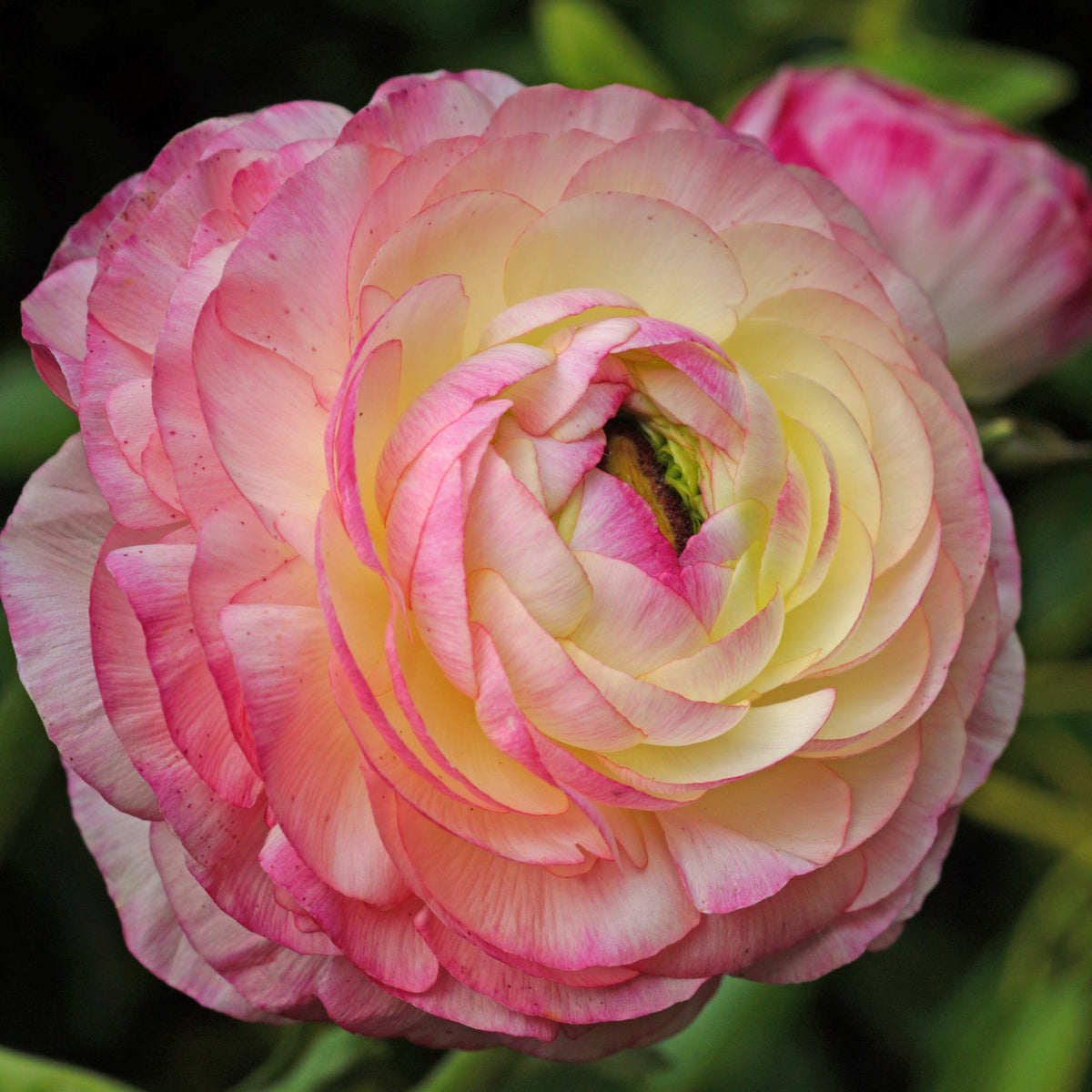 Ranonkel 'Picotee Pink' (x12) - Willemse