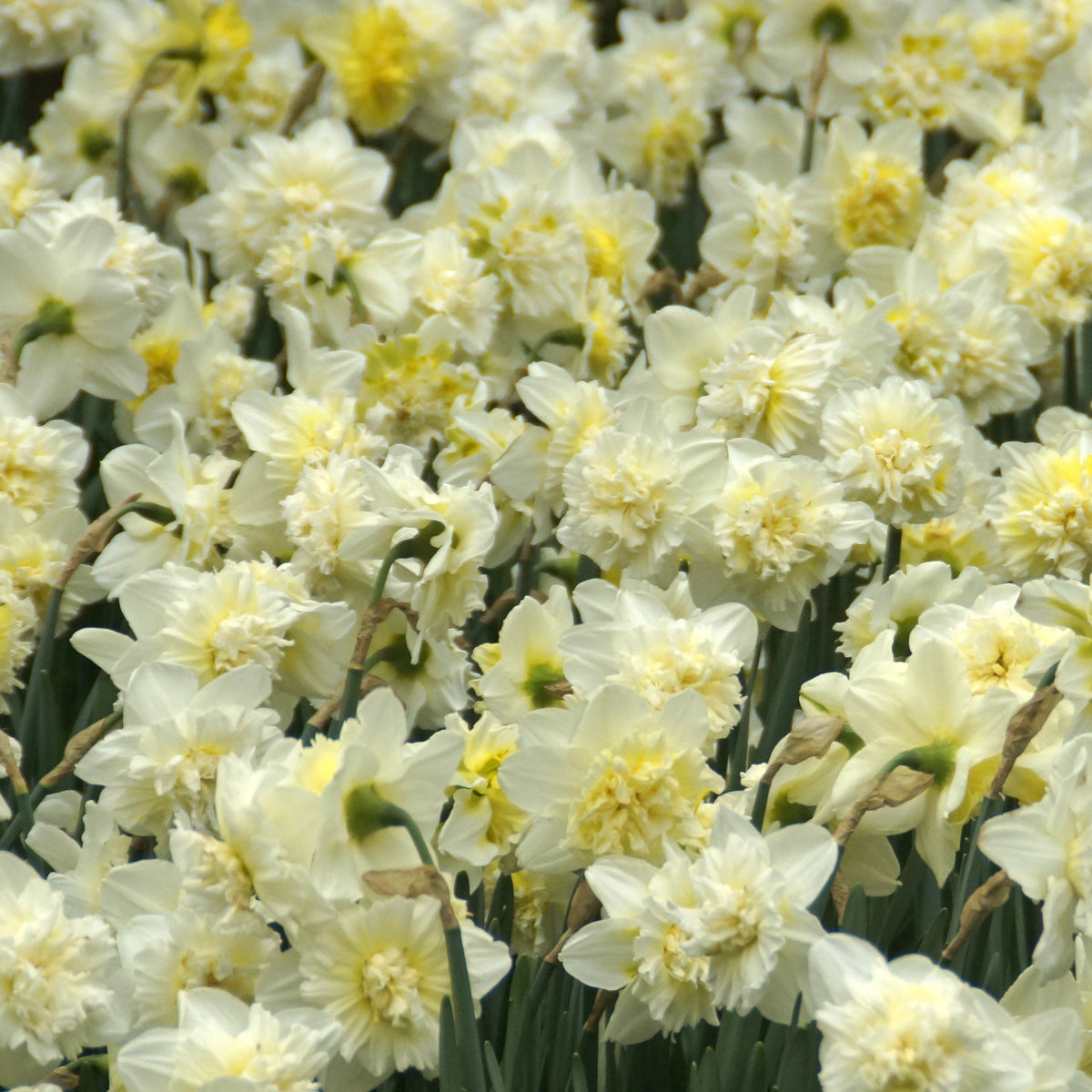 Narcis Ice King (x5) - Willemse