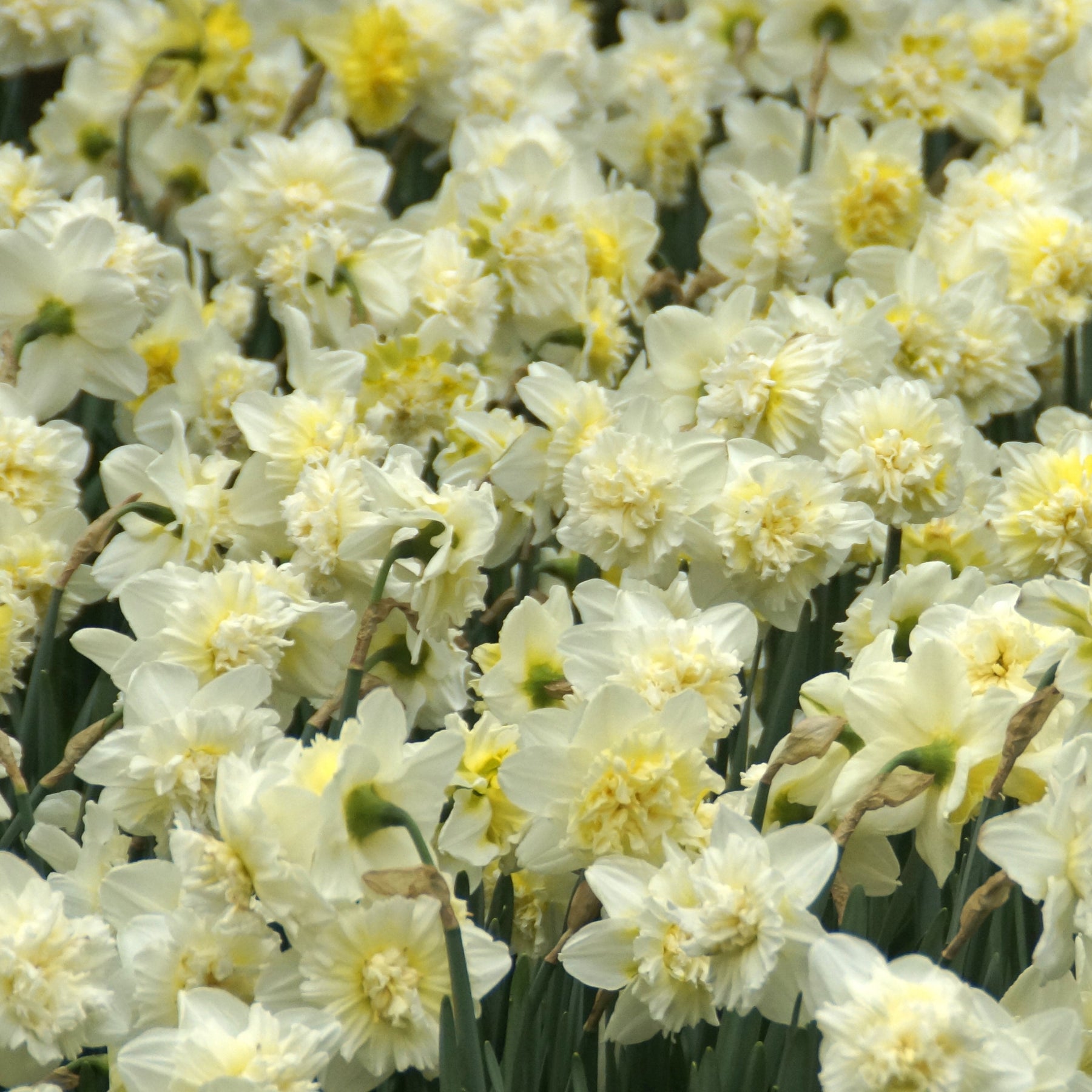 Narcis Ice King (x5) - Willemse