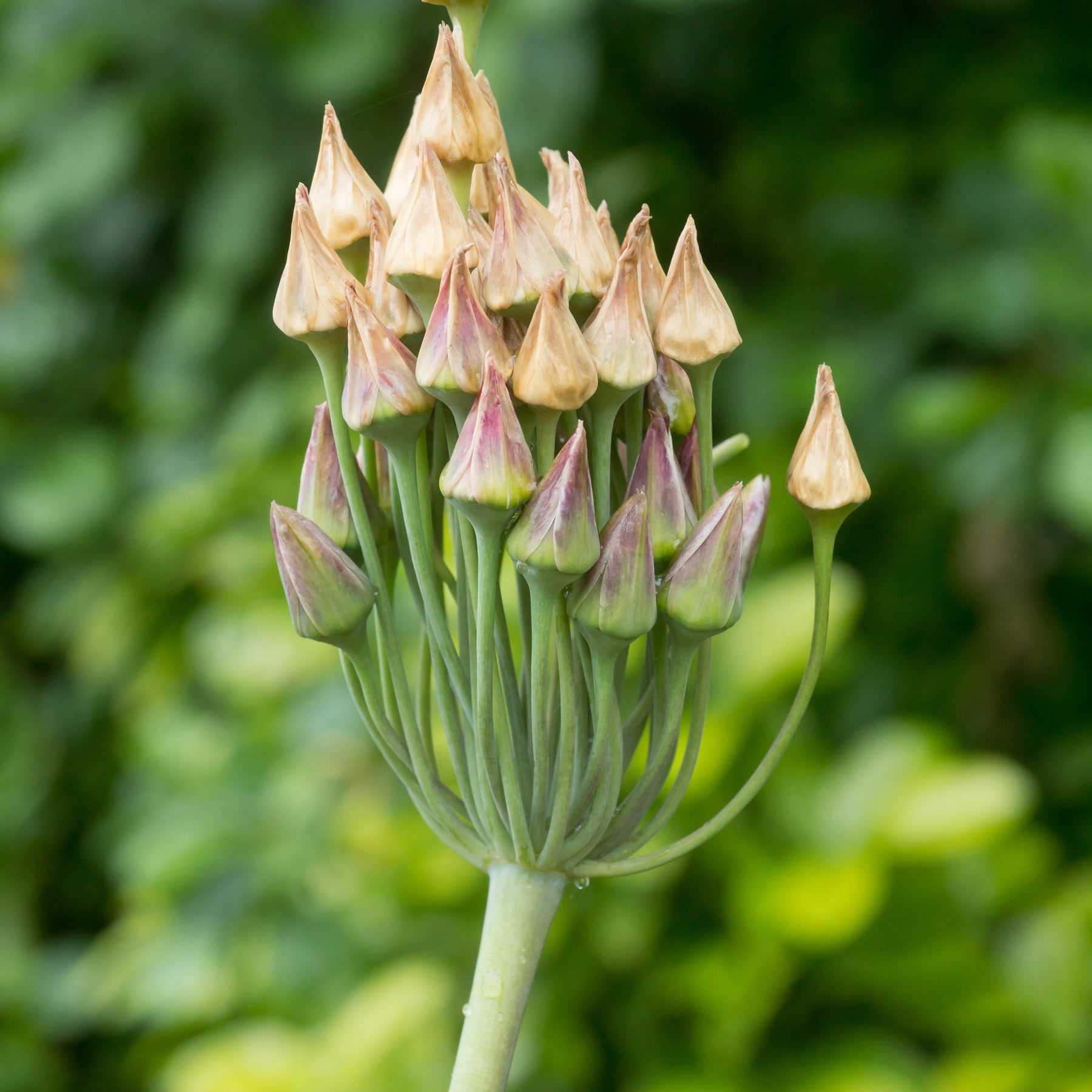 Allium bulgaricum - Bulgaarse sierui (x15) - Allium