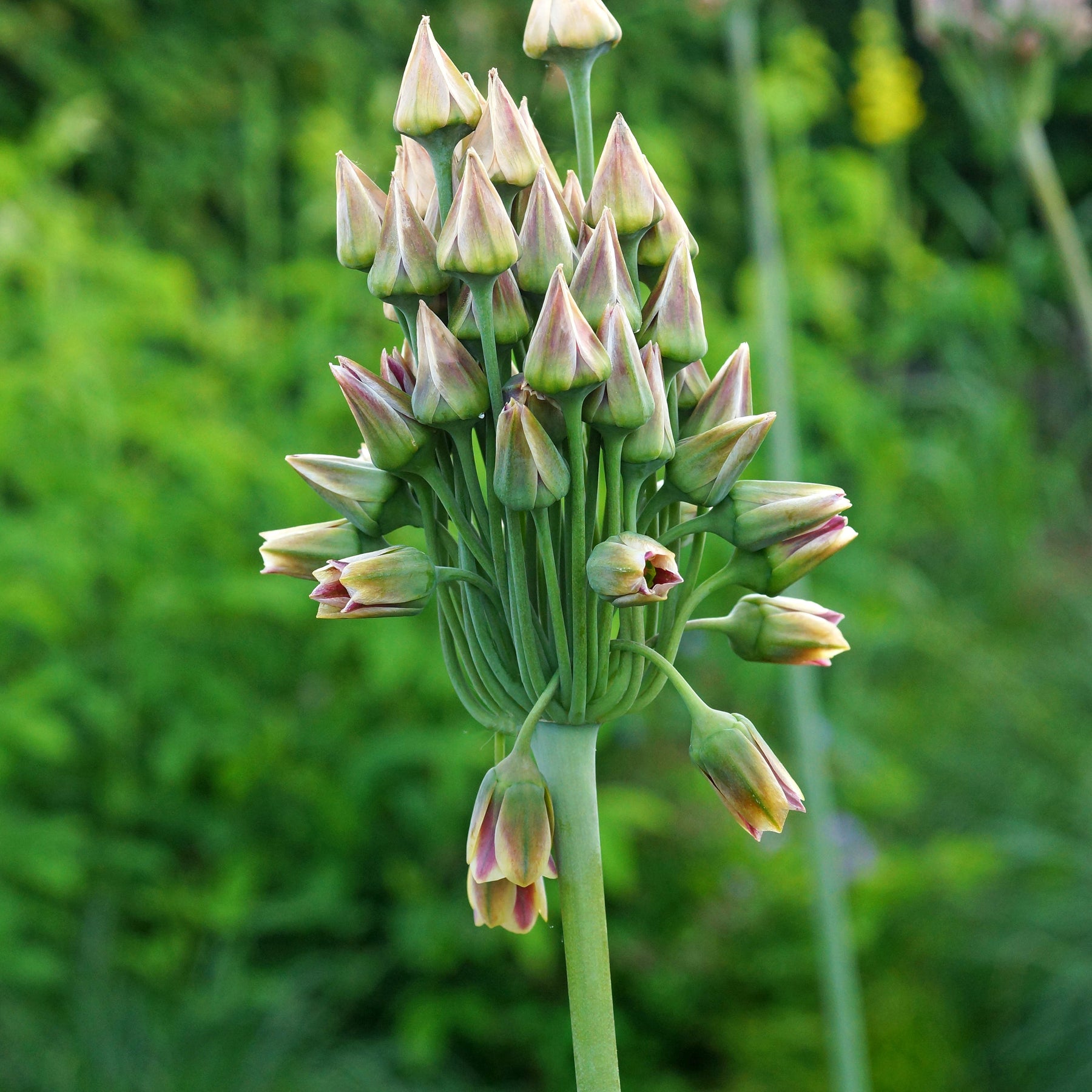 Allium - Bulgaarse sierui (x15) - Allium bulgaricum