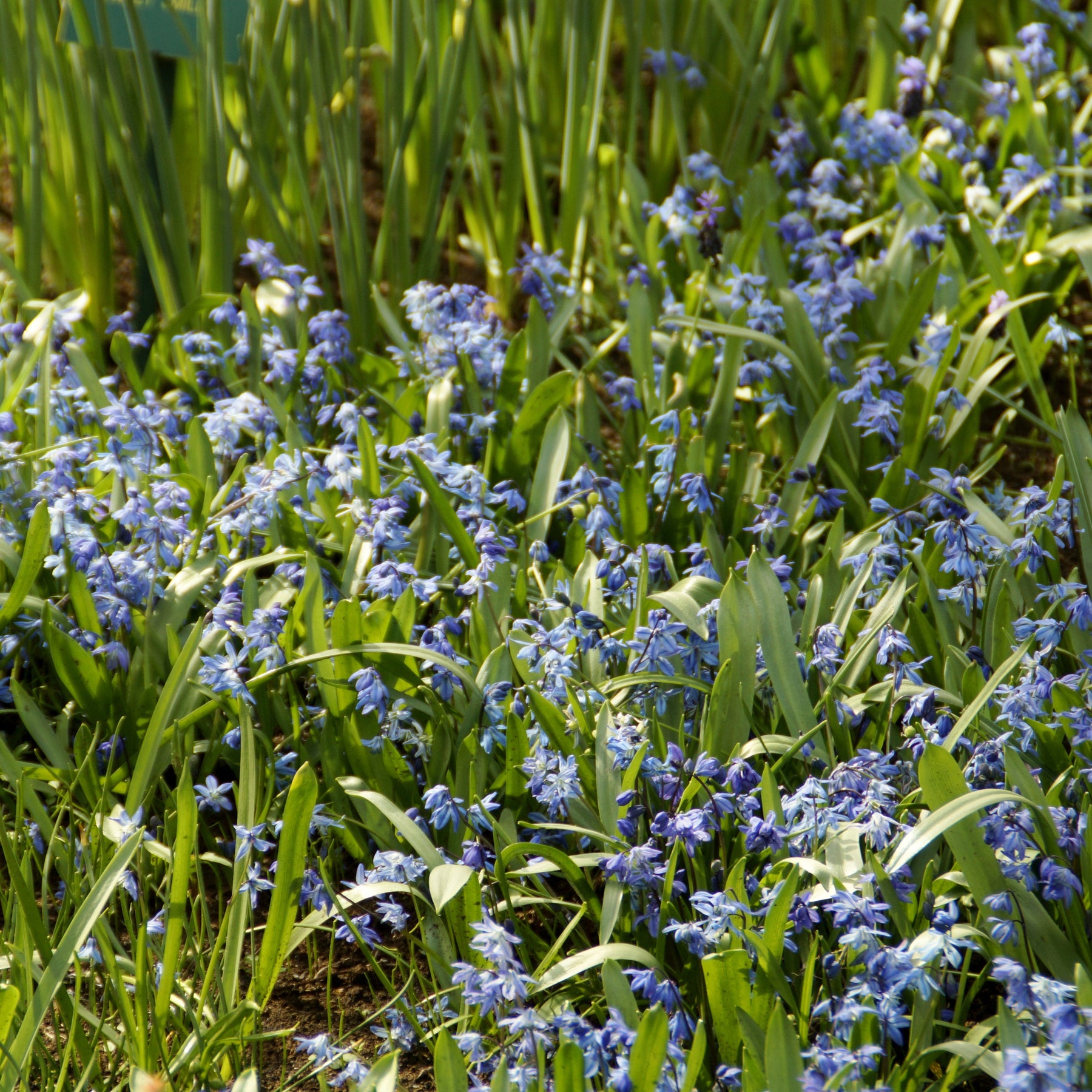 Oosterse sterhyacint - Hyacint - Willemse