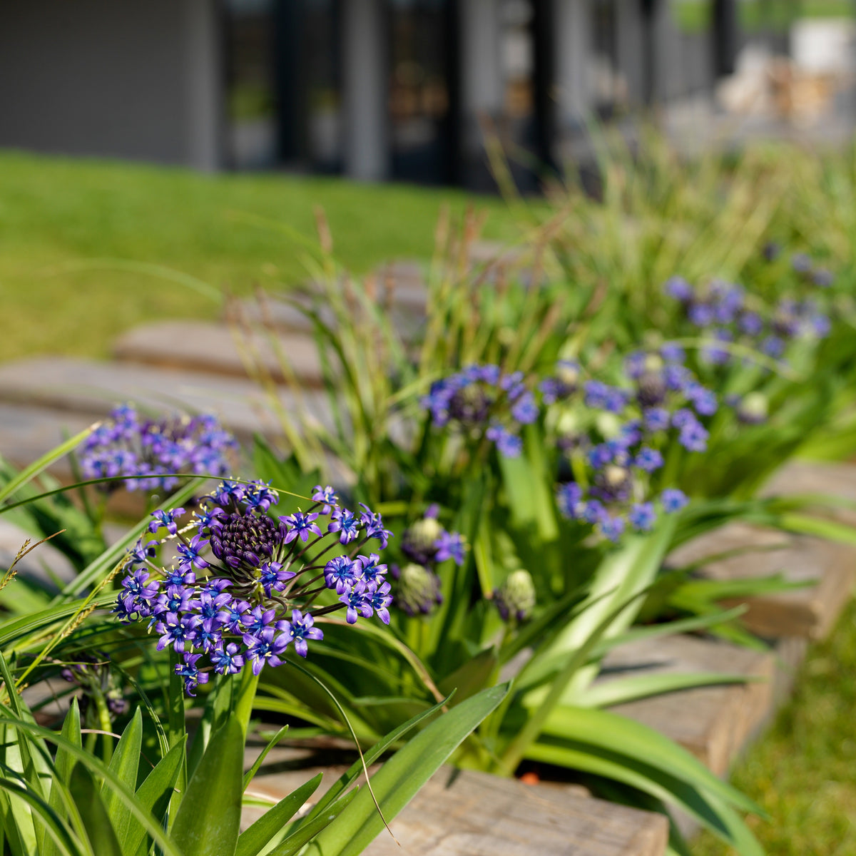 Sterhyacint (x2) - Scilla peruviana