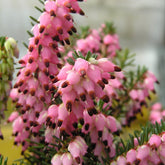 Winterheide - roze (x3) - Erica carnea - Willemse