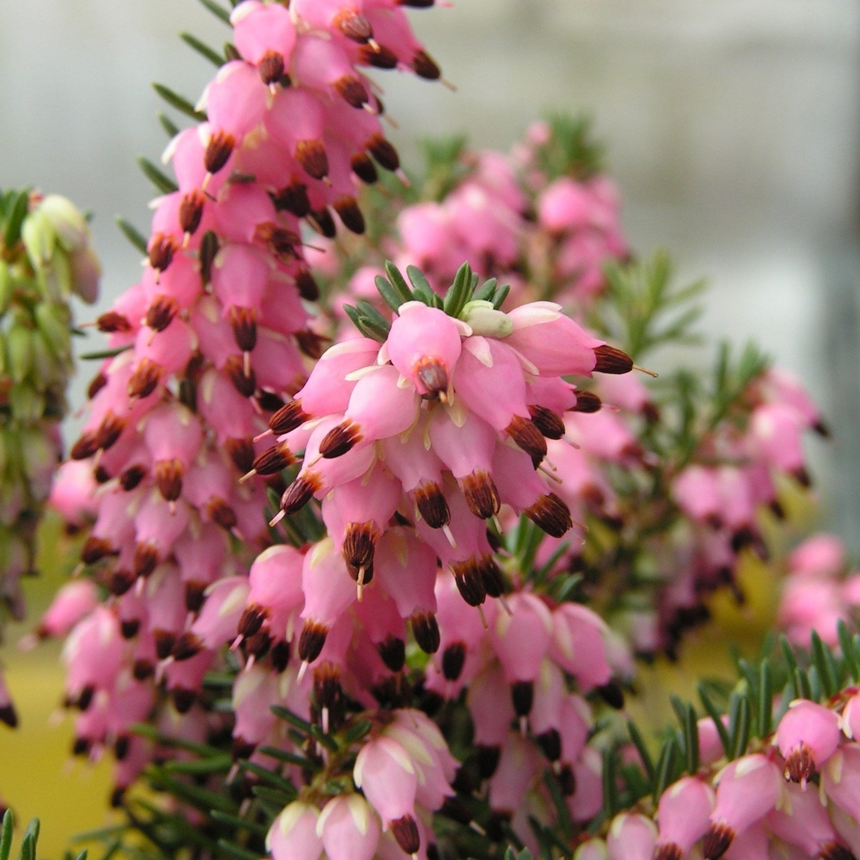 Winterheide - roze (x3) - Erica carnea - Willemse