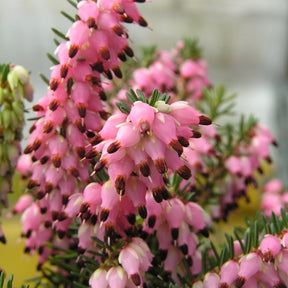 Winterheide - roze (x3) - Erica carnea - Willemse