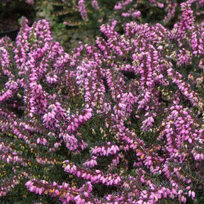 Winterheide - roze (x3) - Willemse