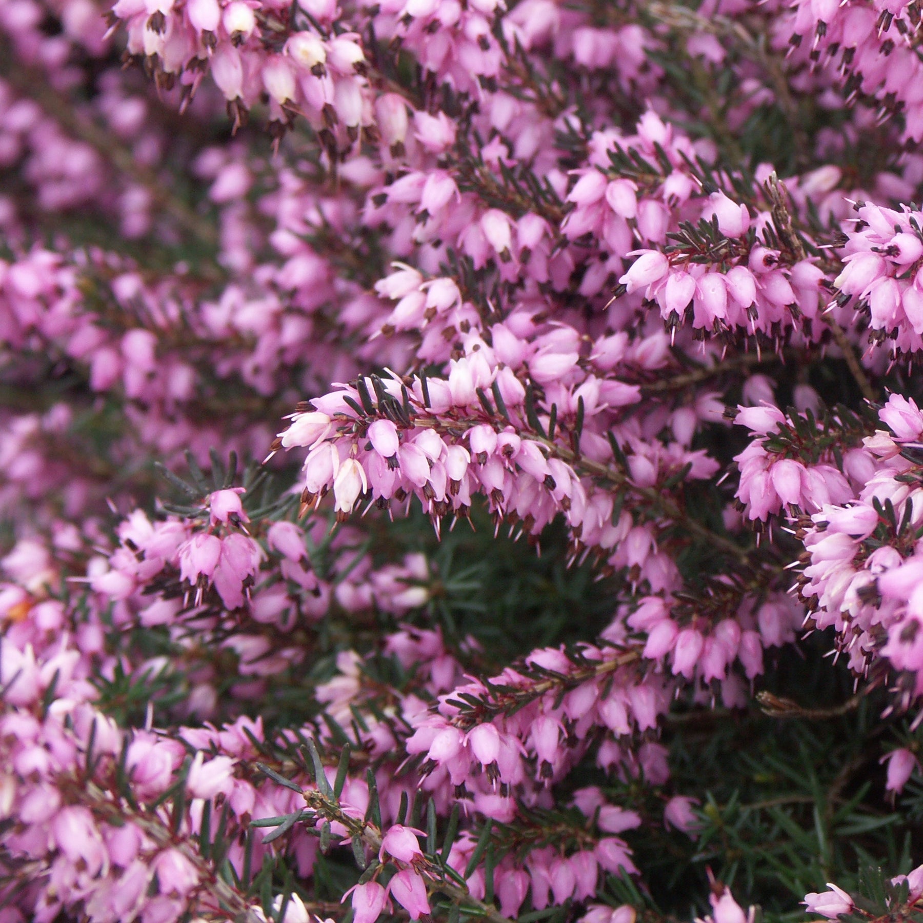 Bloeiende vaste planten - Winterheide - roze (x3) - Erica carnea