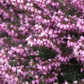 Bloeiende vaste planten - Winterheide - roze (x3) - Erica carnea