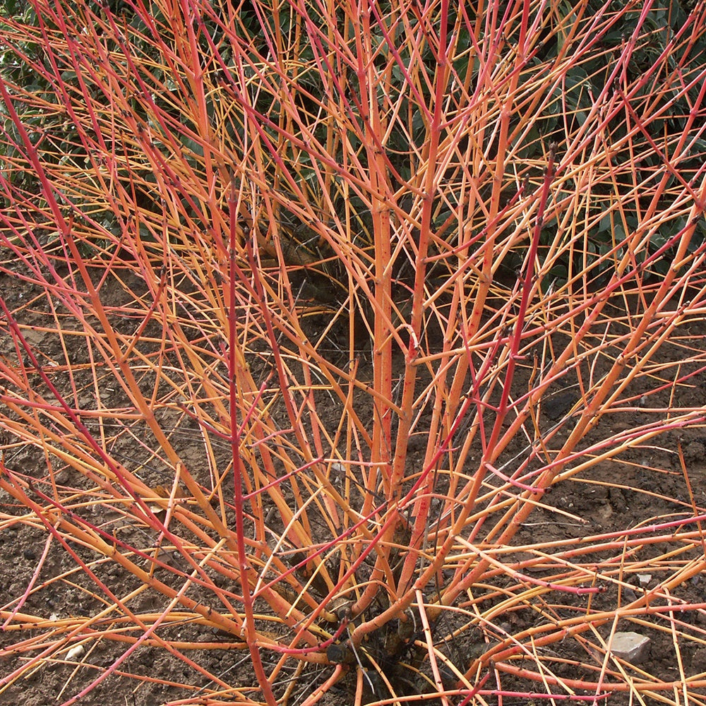 Cornus sanguinea winter flame ® ‘anny’ - Rode kornoelje 'Winter Flame' - Heesters