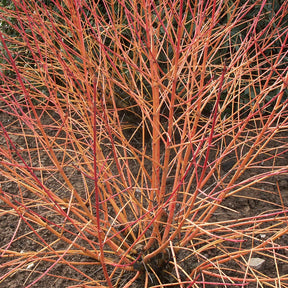 Cornus sanguinea winter flame ® ‘anny’ - Rode kornoelje 'Winter Flame' - Heesters