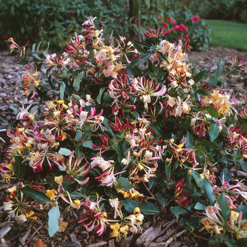 Kamperfoelie 'Chic & Choc' - Lonicera periclymenum chic & choc ® 'inov205' - Willemse