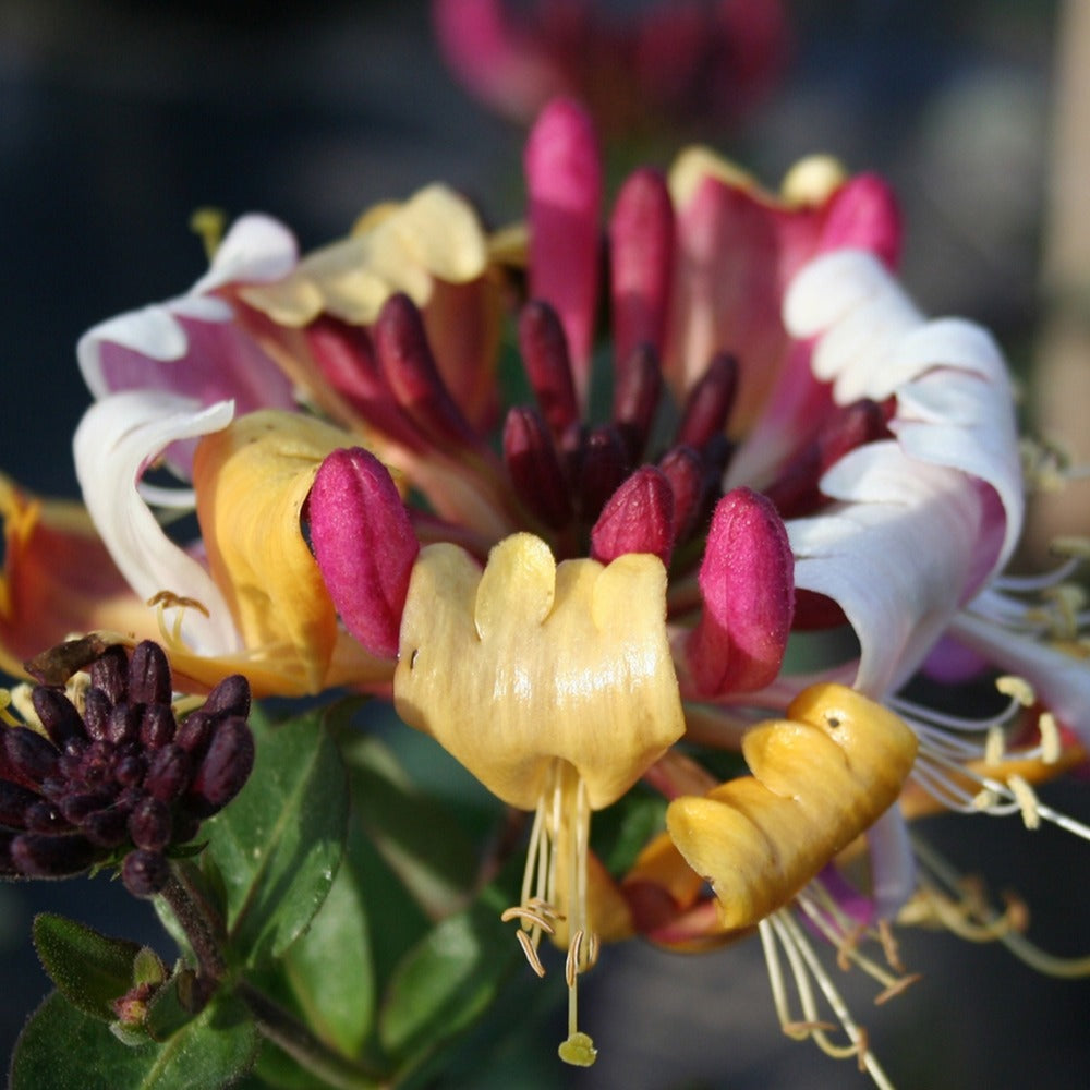 Heesters - Kamperfoelie 'Chic & Choc' - Lonicera periclymenum chic & choc ® 'inov205'