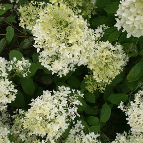 Pluimhortensia - Pluimhortensia 'Dentelle de Gorron'® - Hydrangea paniculata dentelle de gorron ® 'rencri'