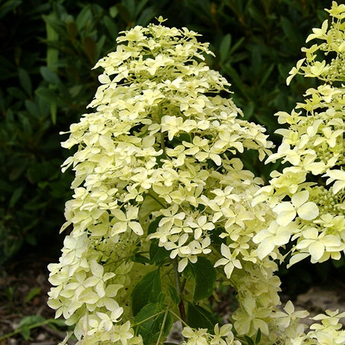 Pluimhortensia 'Dentelle de Gorron'® - Hydrangea paniculata dentelle de gorron ® 'rencri'