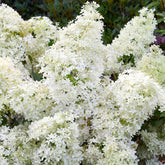 Pluimhortensia 'Dentelle de Gorron'® - Hydrangea paniculata dentelle de gorron ® 'rencri' - Tuinplanten
